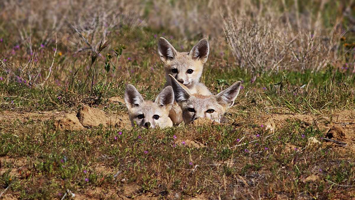 PHOTOS Cute kit foxes in California