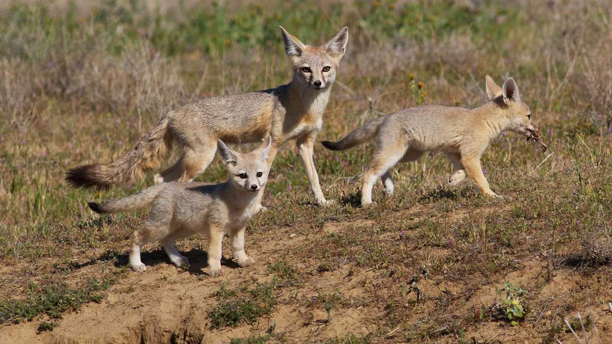 photos-cute-kit-foxes-in-california