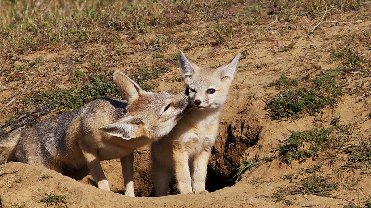 PHOTOS Cute kit foxes in California