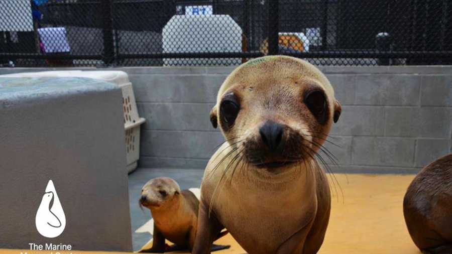 sea lion pups