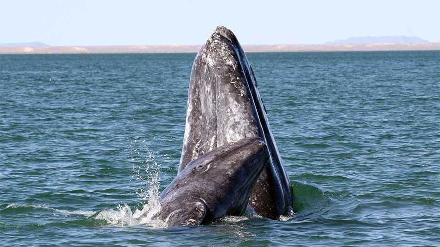 A mother gray whale with her calf