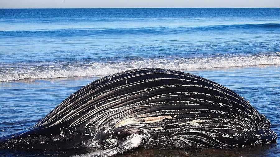 A humpback whale washed up at Sunset State Beach south of Aptos in March. 