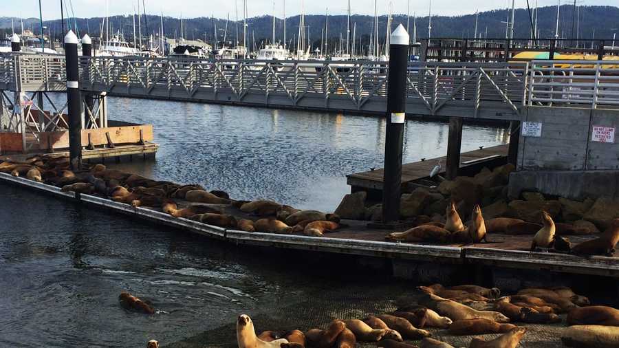 Sea lions hang out in Monterey.