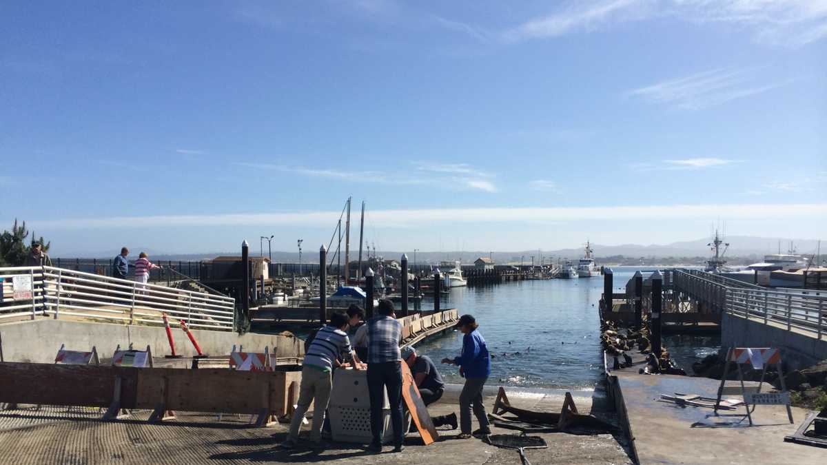 Starving sea lions shut down boat launch