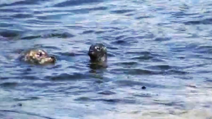 A harbor seal pup born in Pacific Grove on March 17, 2015 gets a swimming lesson from its mother. 