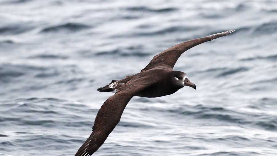 More than 90 species of seabirds have been recorded living or migrating through the Monterey Bay. This week, a black-footed albatross was seen soaring over Monterey.