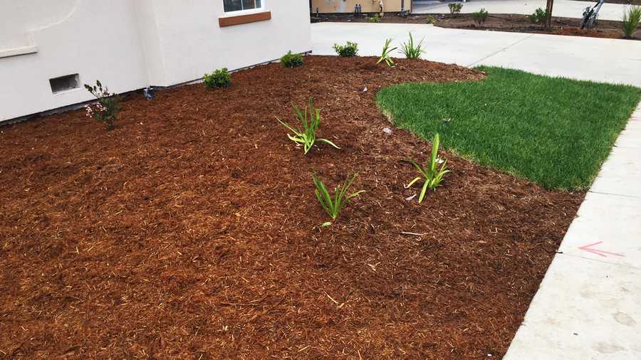 A very little lawn was planted in Salinas. 