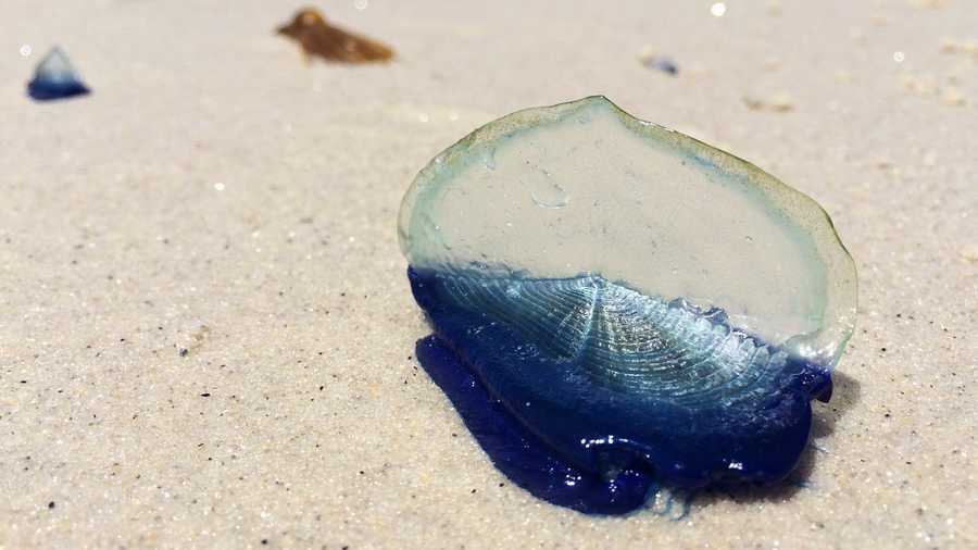 A velella is seen at Asilomar State Beach in Pacific Grove. 