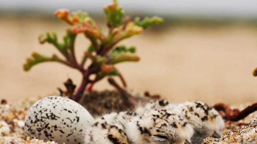 Snowy plover chicks hatch from their eggs. 