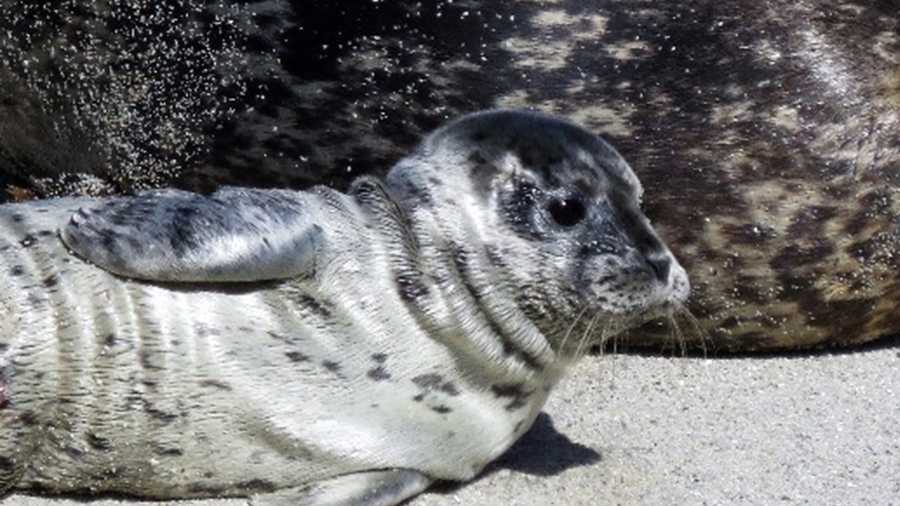 Harbor seal pup
