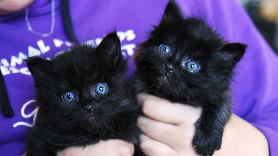 These two rescued kittens are sisters. 
