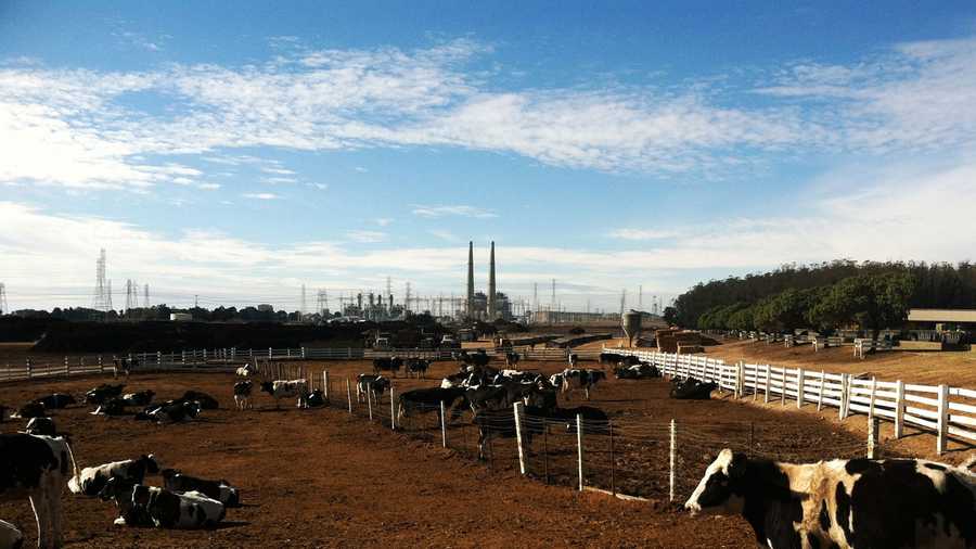 The Moss Landing smoke stacks are seen past a cow pasture. 