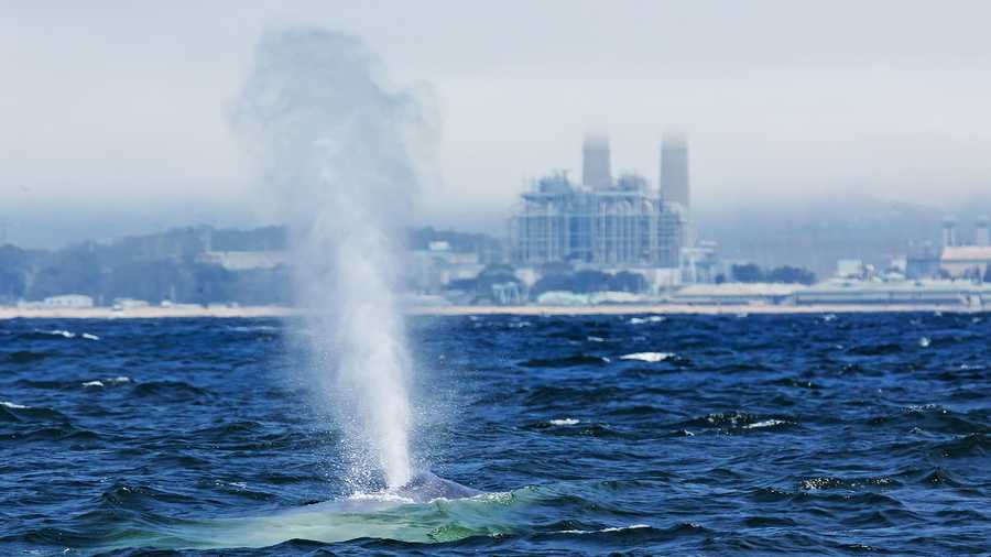 A blue whale spouts as it swims past the Moss Landing power plant. 