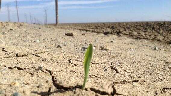 FILE --  A green leaf sprouts through a crack in dry earth.