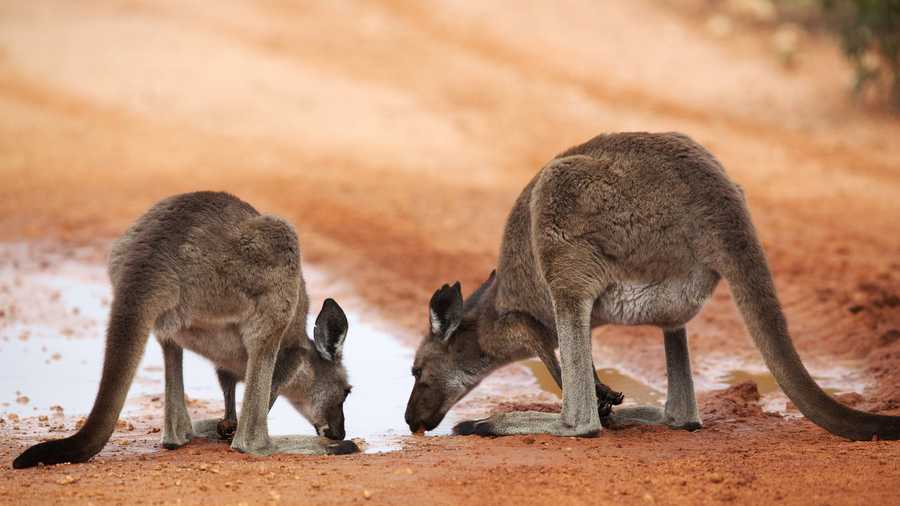 Thirsty kangaroos drink in south Australia.