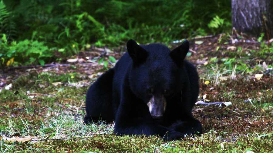A black bear is seen in Pennsylvanian. 