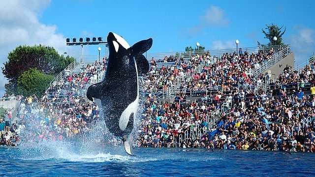 orcas seaworld