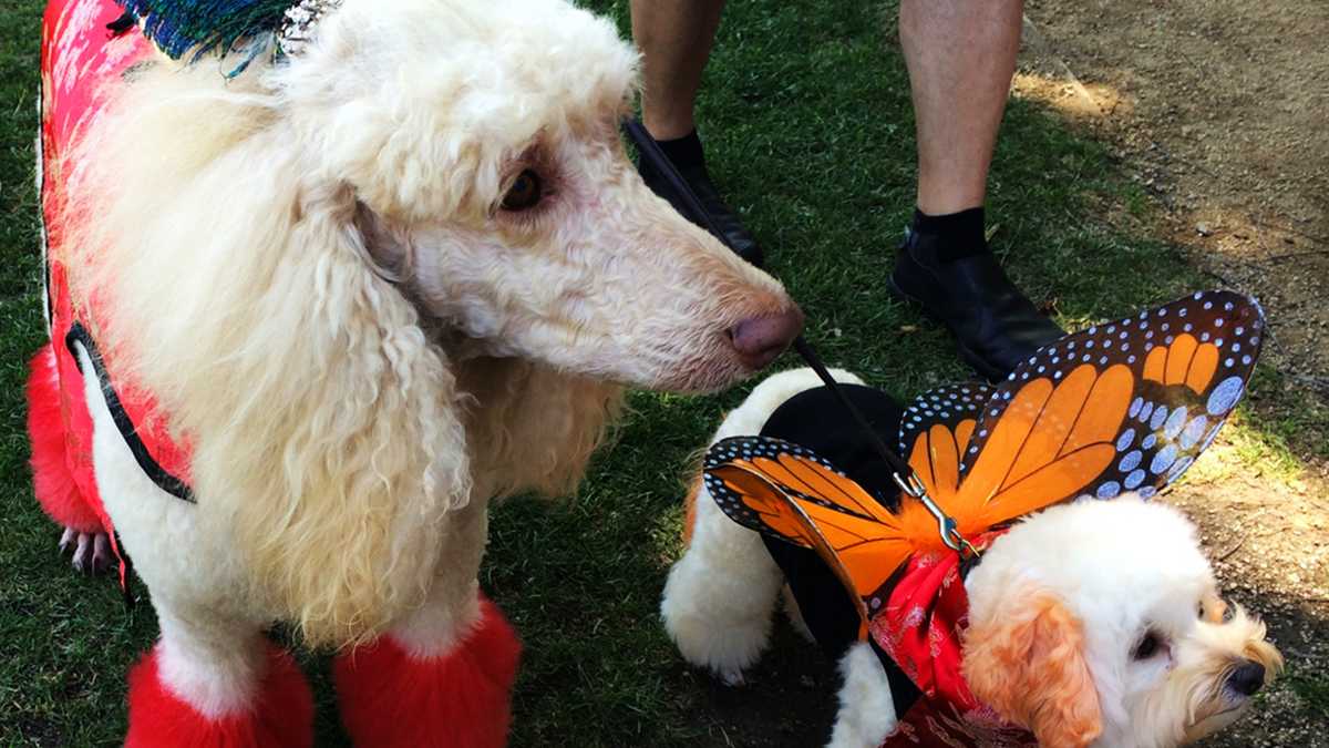 Pets on parade in Pacific Grove