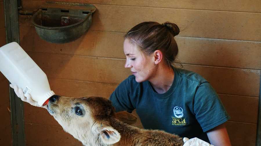 An SPCA for Monterey County worker gives a rescued calf a bottle of milk. 