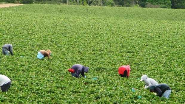 FILE - Farm workers pick strawberries.