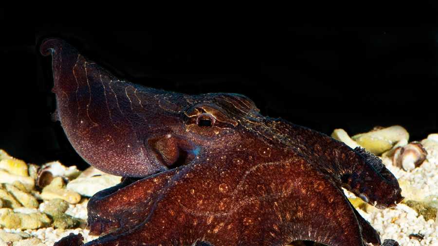 Larger Pacific Striped Octopus