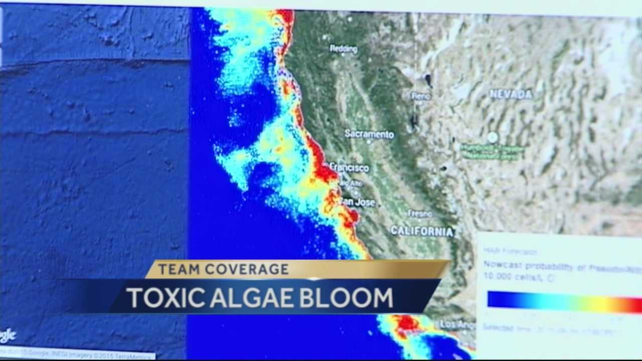 Santa Cruz ocean scientists continue to study huge algae bloom