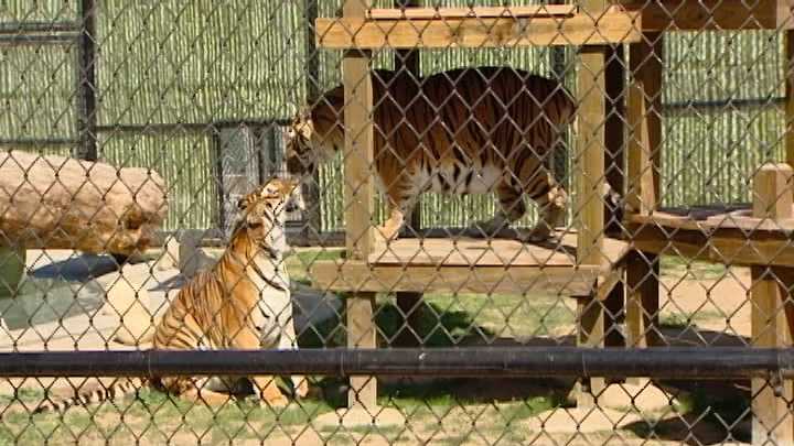 file -- new tiger exhibit helps effort to bring formal zoo to monterey county
