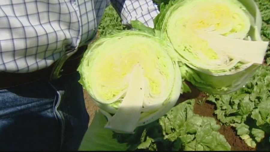 Lettuce in Salinas Valley.