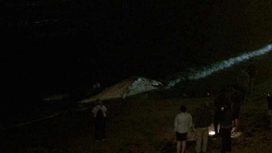 A dead baby whale washed ashore in Monterey Thursday night.