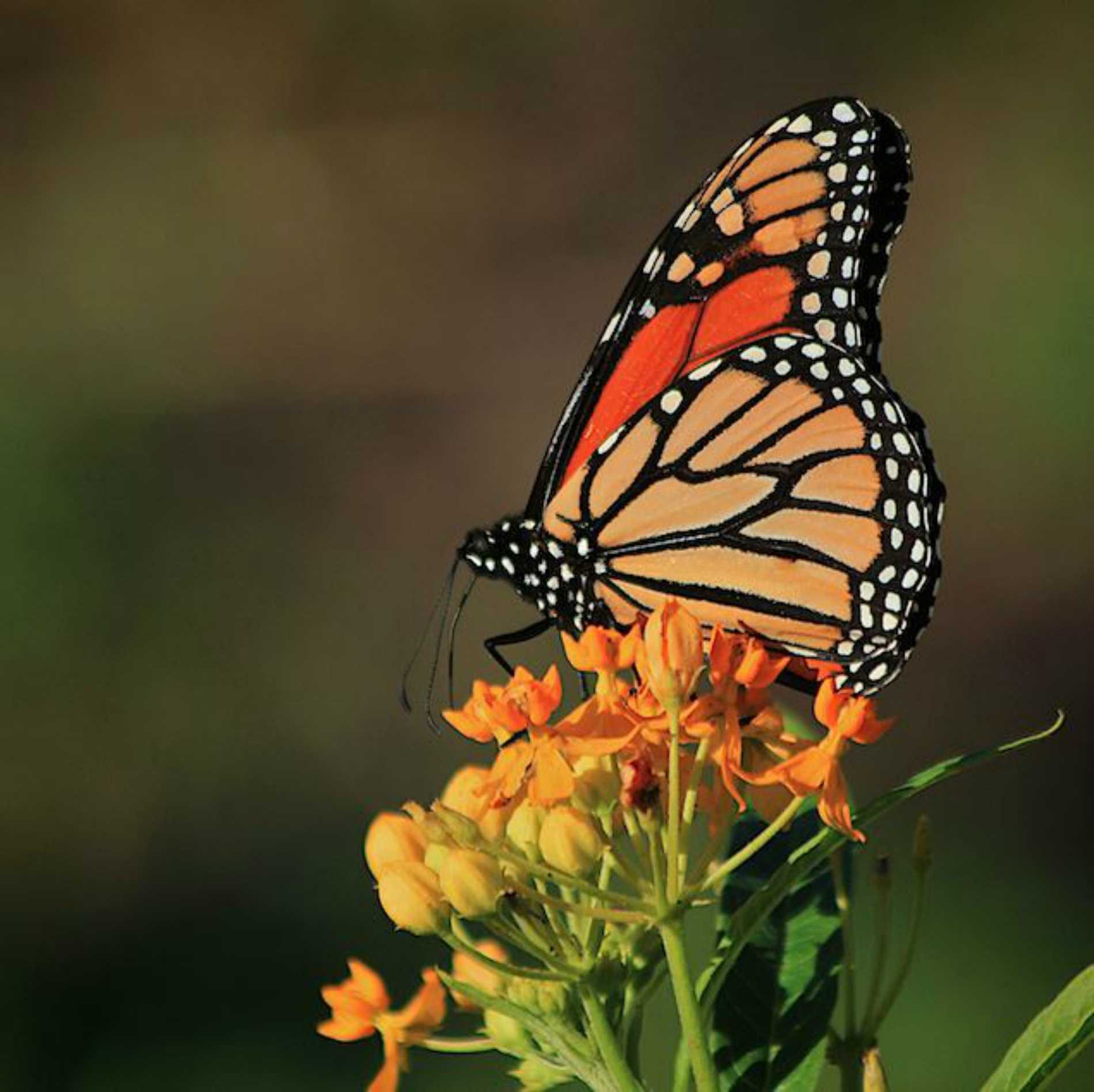 Monarch butterflies migrating to Santa Cruz