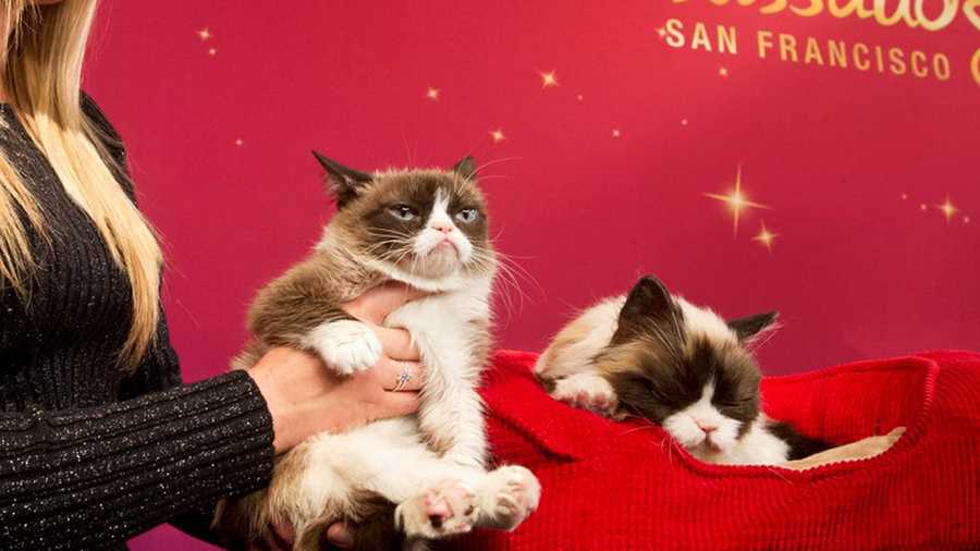 Grumpy Cat, left, poses next to an animatronic figure at Madame Tussauds San Francisco.
