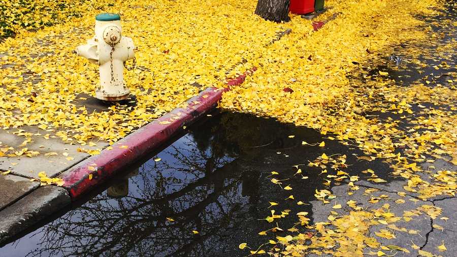 Yellow leaves fall into a puddle in Salinas. (Dec. 10, 2015)