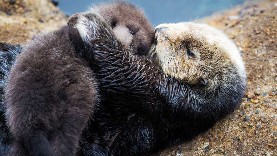 A wild sea otter holds her newborn pup in Monterey on Dec. 20, 2015.