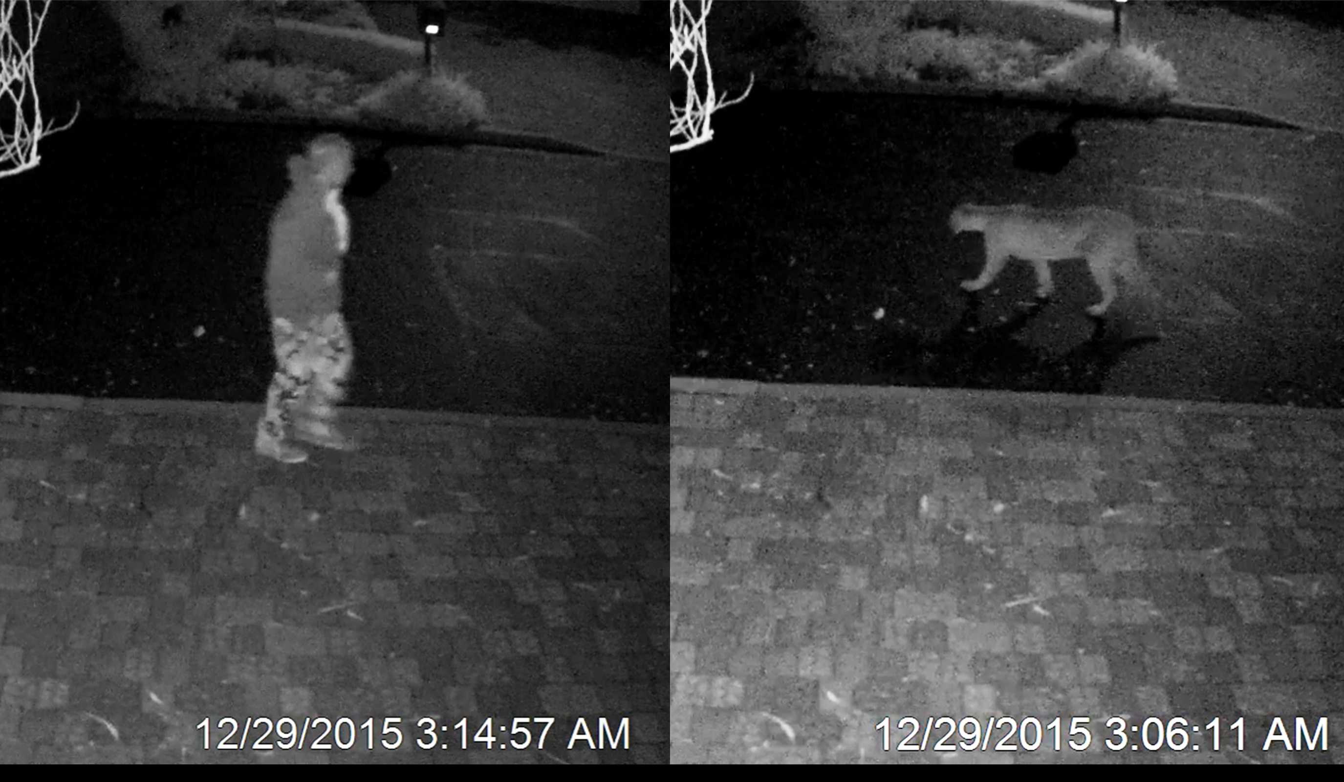 Santa Cruz home security camera captures unexpected night images