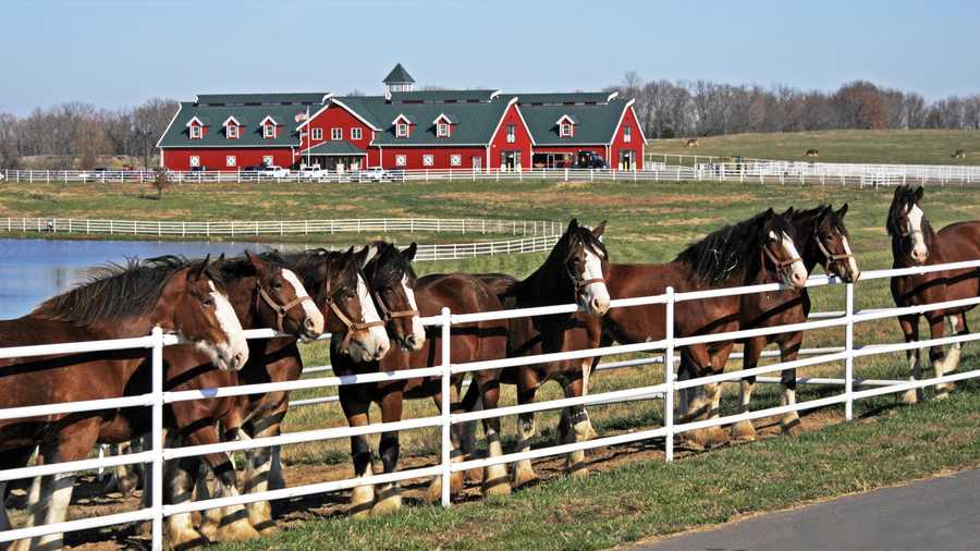 Budweiser's Clydesdale horses