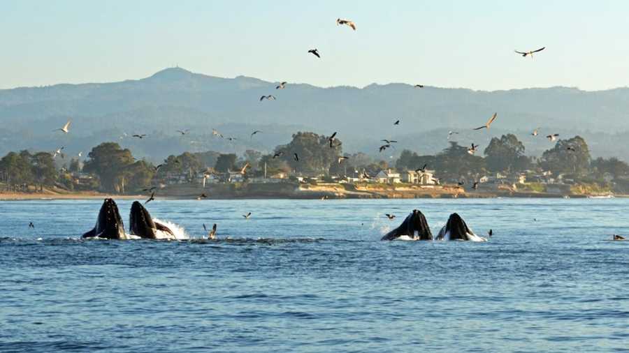 In this October 2011 file photo, happy humpback whales are seen in the Monterey Bay.
