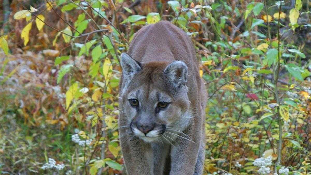 Calif. Man, 63, Survives Mountain Lion Attack