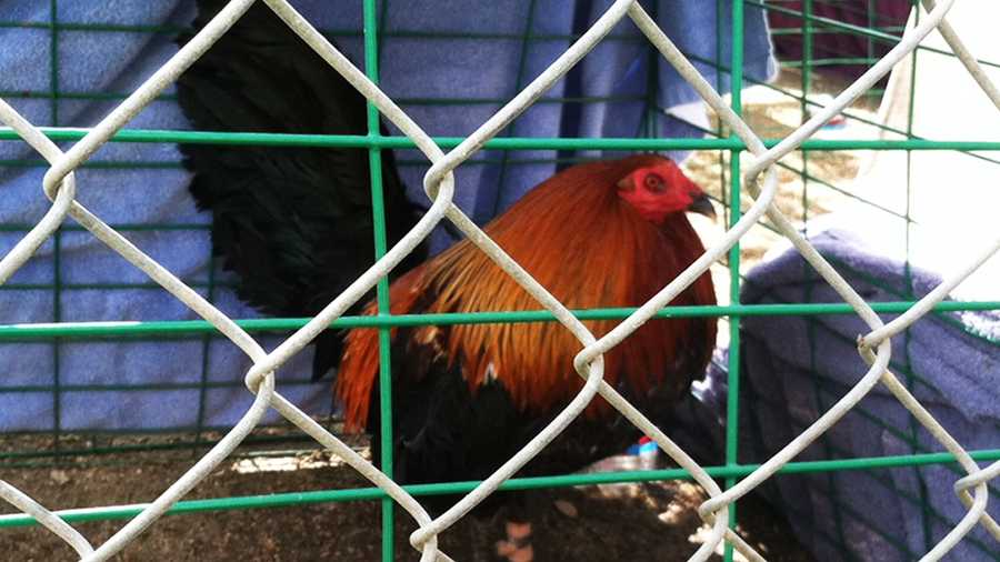 About 70 cockfighting spectators and rooster owners scrambled when authorities showed up at a property on Fuji Lane in Salinas on Sunday.  (Feb. 27, 2012)