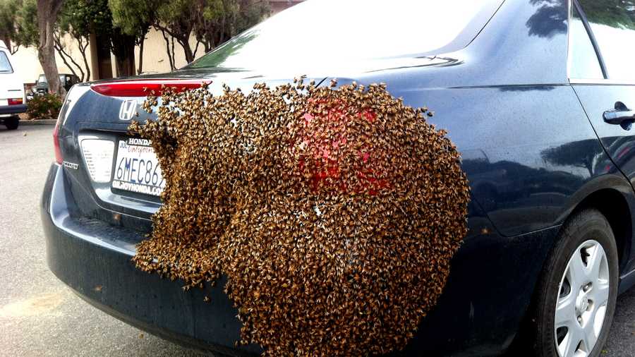 Bees swarmed this car in downtown Salinas on Wednesday. 