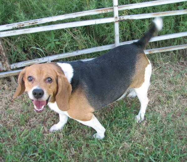 KOCO OKCanimalwelfare KOCO OKCanimalwelfare