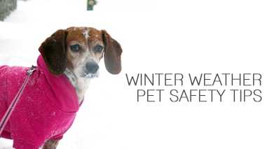 Winter weather pet safety tips