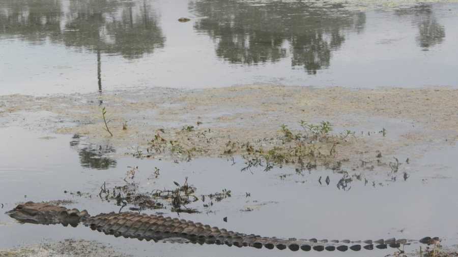 Click here to see more images of the alligator provided by the City of Biloxi.
