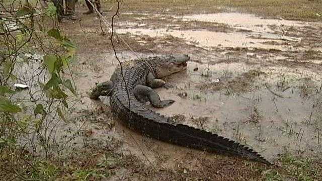 A 400 Lb. alligator was caught in the Mississippi Gulf Coast.