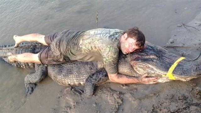 The alligator is now the current weight record for an alligator taken by a hunter in a Mississippi alligator hunting season.