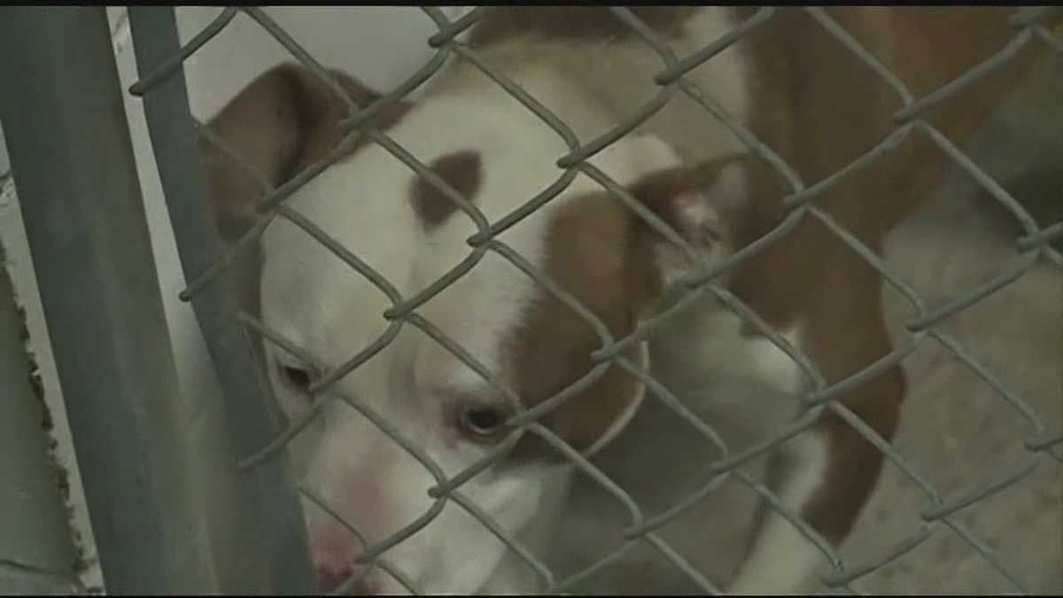 Men charged in alleged dog fighting ring