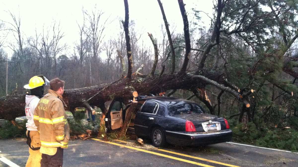 Strong winds knock down trees in Brandon