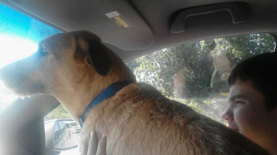 Military family searching for lost dog Military family searching for lost dog