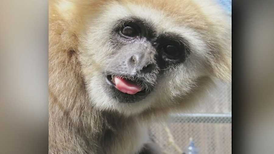 37yearold gibbon dies at Jackson Zoo