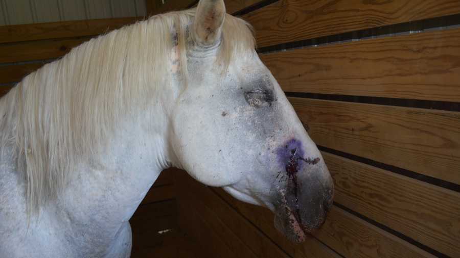 Horse shot; Reward offered