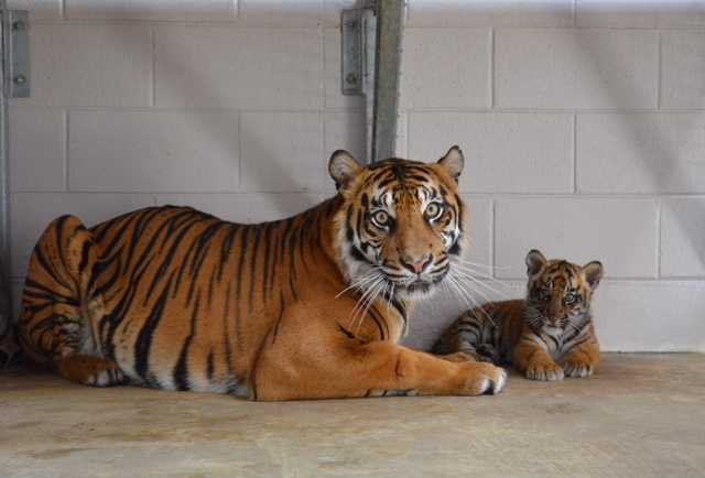 Tiger cub comes out with mom at Jackson Zoo